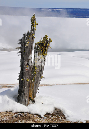 Souche d'arbre mort dans la neige, hiver Lac Yellowstone Banque D'Images