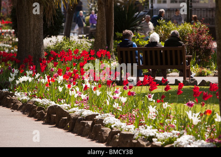 Royaume-uni, Angleterre, Devon, Dartmouth, avenue Royal Gardens, tulipes colorées en fleur Banque D'Images