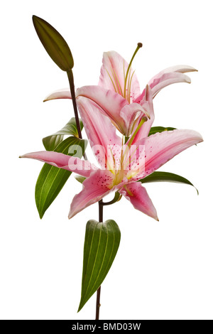 Lily rose fleurs isolé sur fond blanc Banque D'Images