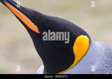 Königspinguin, King Penguin, Aptenodytes patagonicus chef de hot Banque D'Images