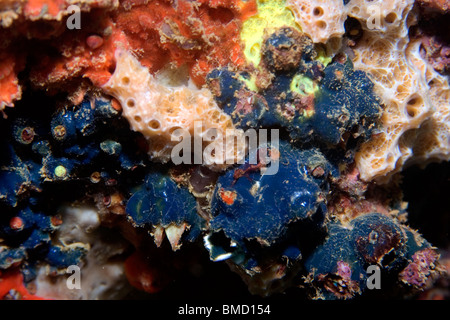 Les éponges encroûtantes colorées, Ilha, Escalvada Swimblue, Espírito Santo, Brésil Banque D'Images