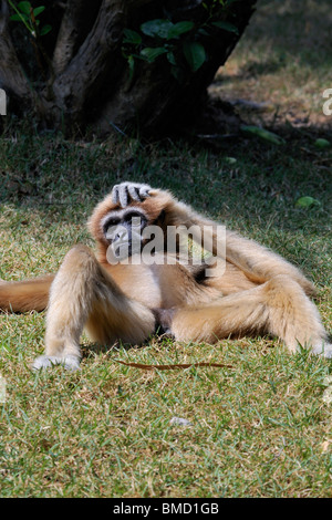 Le Lar Gibbon (Hylobates lar), également connu sous le nom de White-remis Gibbon. Détente sur un champ, se gratte la tête. Banque D'Images