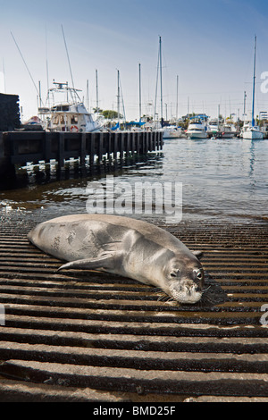 Le phoque moine hawaiien, Monachus schauinslandi, se prélassant au débarcadère, jeune homme, gravement menacés, port d'Honokohau, New York Banque D'Images