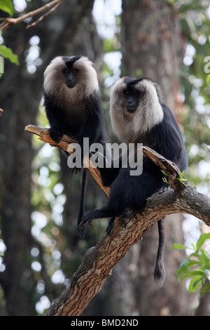 Portrait de deux singe macaque à queue de lion Banque D'Images