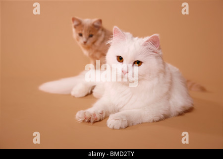 Liegende Deutsch Langhaar / couché Angora allemand Banque D'Images