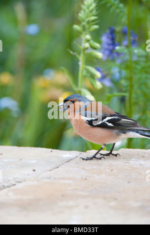 Chaffinch mâle sur un mur de jardin jardin semences alimentation Banque D'Images