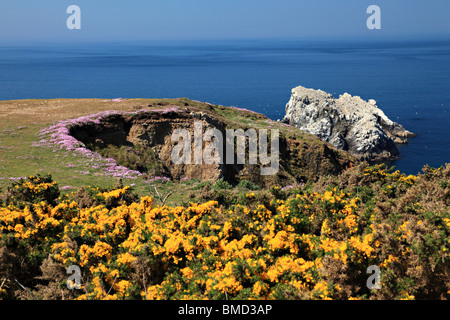 Les îlots avec gannts Etacs colonie vu de Giffoine, Alderney, Channel Islands, Royaume-Uni Banque D'Images