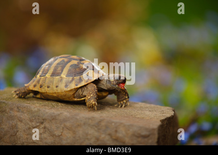 / Tortue grecque (Testudo hermanni boettgeri) Banque D'Images