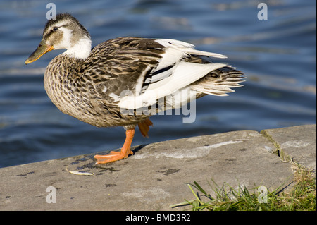 Canard bord de l'eau, le canard, le visage Banque D'Images