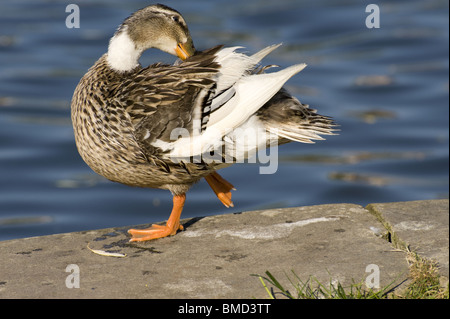 Canard bord de l'eau, canard Banque D'Images