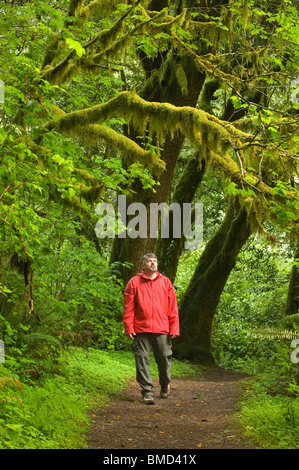 Homme marchant dans la forêt tropicale, Mellicoma, fleuve Coos Comté (Oregon), MAI Banque D'Images