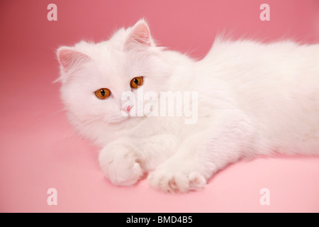 Liegende Deutsch Langhaar / couché Angora allemand Banque D'Images