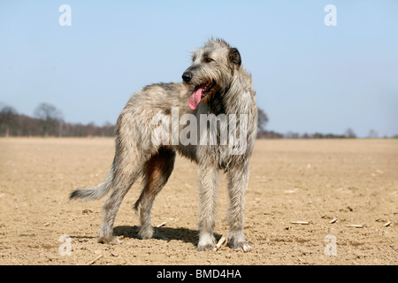 Irish Wolfhound Banque D'Images
