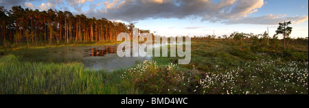 Panorama photo de bog extérieure avec la linaigrette (Eriophorum vaginatum), mai 2010. L'Estonie, Europe Banque D'Images