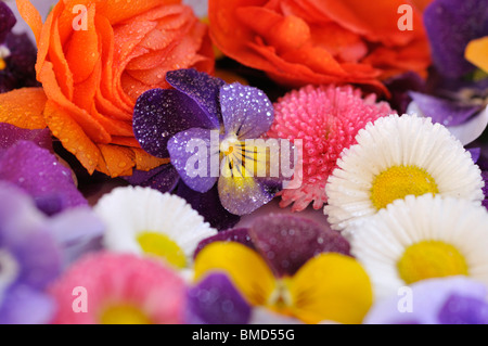 Horned pensées (viola cornuta), Daisy (commune) Bellis perennis et turban (Ranunculus asiaticus 'gambit mix'), fleurs coupées sur une plaque Banque D'Images