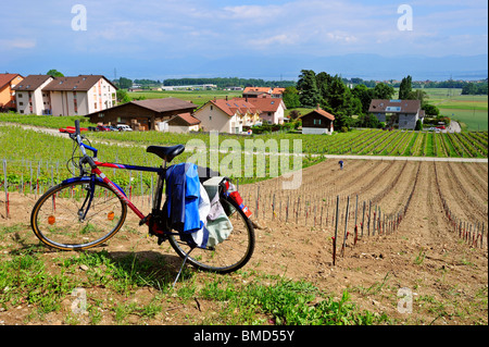 Un vigneron (au loin) travaillant dans son vignoble nouvellement planté, son vélo garé en haut de la pente Banque D'Images