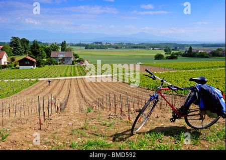 Un vigneron (au loin) travaillant dans son vignoble nouvellement planté, son vélo garé en haut de la pente Banque D'Images