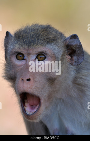 Macaque en colère montrant ses dents. Banque D'Images