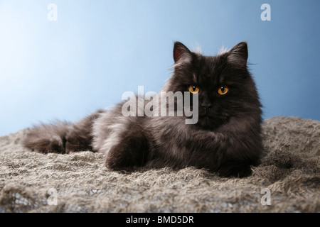 Liegende Deutsch Langhaar / couché Angora allemand Banque D'Images