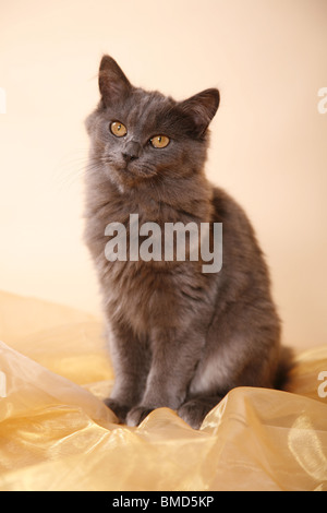 Deutsch Langhaar Angora / allemand Banque D'Images