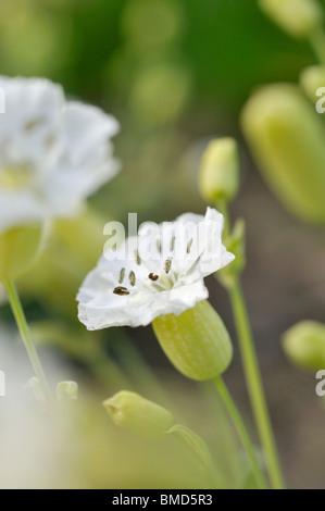 Mer (Silene uniflora 'weisskehlchen') Banque D'Images