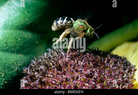 Virescent métallique vert (abeille Agapostemon virescens : Halictidae) sur le point d'atterrir sur un zinnia fleur, USA Banque D'Images