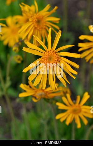 Arnica des montagnes (Arnica montana) Banque D'Images