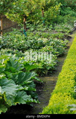 Jardin rhubarbs (Rheum rhabarbarum syn. rheum undulatum) et jardin fraisier (Fragaria x ananassa) Banque D'Images