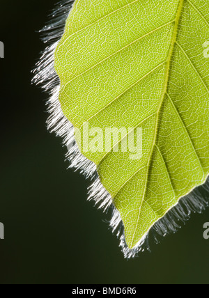 Au printemps, des feuilles de Hêtre Fagus sylvatica Banque D'Images