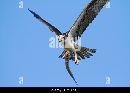 Balbuzard pêcheur (Pandion haliaetus) voler avec un poisson frais. Banque D'Images