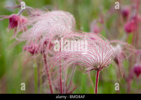 (Geum triflorum prairie smoke), Hayden, préserver l'état des prairies Howard Comté (Iowa) Banque D'Images