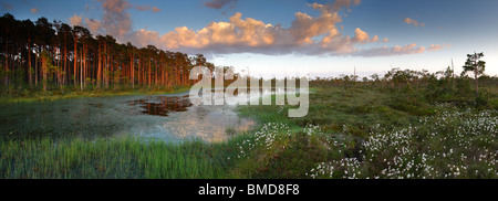 Panorama de la piscine et de la tourbière du lièvre-queue de linaigrettes (Eriophorum vaginatum) dans Alam-Pedja Réserve Naturelle. Printemps 2010 Banque D'Images