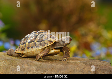 / Tortue grecque (Testudo hermanni boettgeri) Banque D'Images