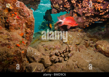 Une petite grotte de corail plein de poissons colorés Banque D'Images