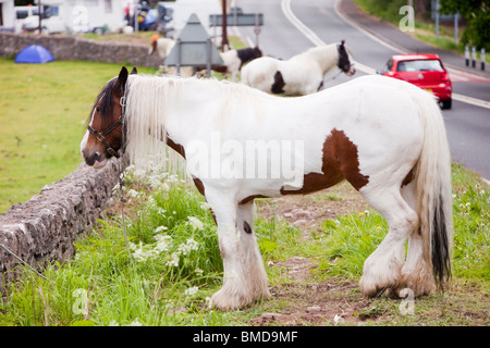 Cheval d'une gitane attaché par la route à Kirkby Lonsdale, en route vers l'arrêt Appleby Horse Fair, Cumbria, Royaume-Uni. Banque D'Images