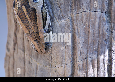 Le Python birman (Python molurus bivittatus) est la plus grande sous-espèce de l'Indian Python. Banque D'Images