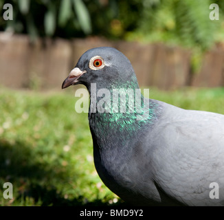 Pigeon de course Banque D'Images