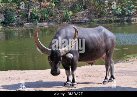 Les buffles d'eau ou buffle d'Asie intérieure (Bubalus bubalis) est un grand animal de l'espèce bovine, fréquemment utilisés comme du bétail. Banque D'Images