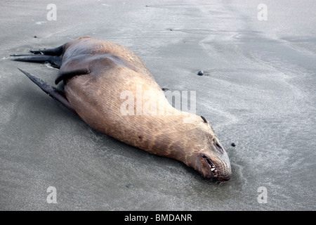 Lion de mer immatures (yearling) décédé, plage. Banque D'Images