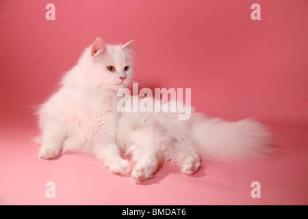 Liegende Deutsch Langhaar / couché Angora allemand Banque D'Images