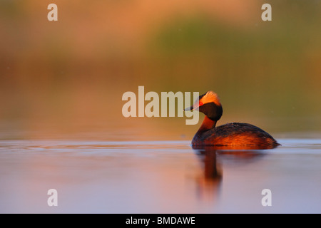 Quantite Grèbe esclavon (Podiceps auritus) au coucher du soleil la lumière, Printemps 2010 Banque D'Images