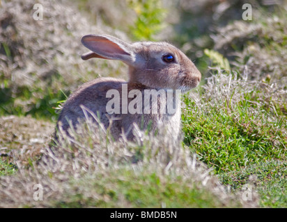 Baby Wild Lapin Européen (Oryctolagus cuniculus), pays de Galles, l'île de Skomer Banque D'Images