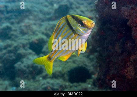 Anisotremus virginicus, Porkfish Escalvada, Ilha, Guarapari, Espírito Santo, Brésil Banque D'Images
