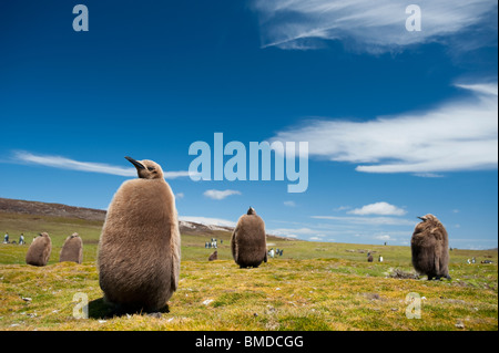 Königspinguine, Roi des pingouins, Aptenodytes patagonicus, colonie avec les poussins, l'attente pour les parents à retourner Banque D'Images