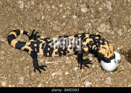 Gila Monster manger des oeufs d'oiseaux immatures. Banque D'Images