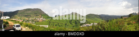 Jardins de thé, Ooty Resort, Inde Banque D'Images