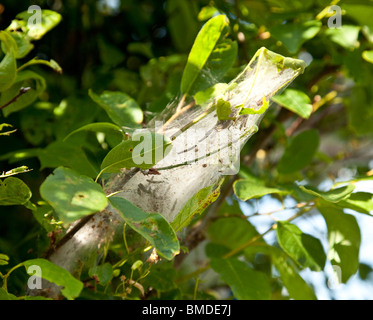 Site Web de l'hyponomeute du pommier, Yponomeuta espèces, probablement une fusée hyponomeute du pommier Yponomeuta cagnagella avec chenilles à l'intérieur. Banque D'Images