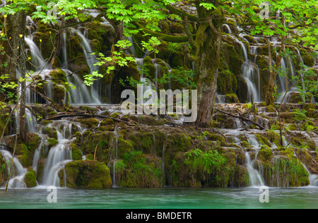 L'eau s'écoule en cascades dans le lac du parc national de Plitvice en Croatie Plitvicka jezera Banque D'Images