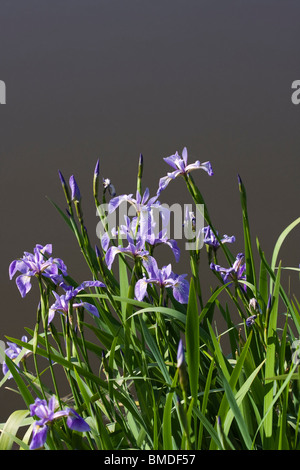 Purple Iris (iris germanica) fleurs à bord d'un étang d'eau douce également connu sous le nom de Iris rhizomateux ou Banque D'Images