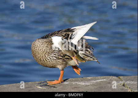 Canard bord de l'eau, canard Banque D'Images